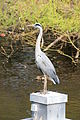 Deutsch: Graureiher English: Grey Heron