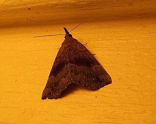 <i>Hypena madefactalis</i> Species of moth
