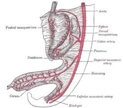 inferior mesenteric artery