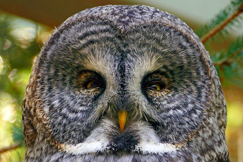File:Great Grey Owl (Strix nebulosa) (37310719232).jpg