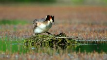 Soubor:Great crested grebe (Podiceps cristatus) in the wild.webm