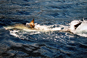 Photo of shark swimming at water surface