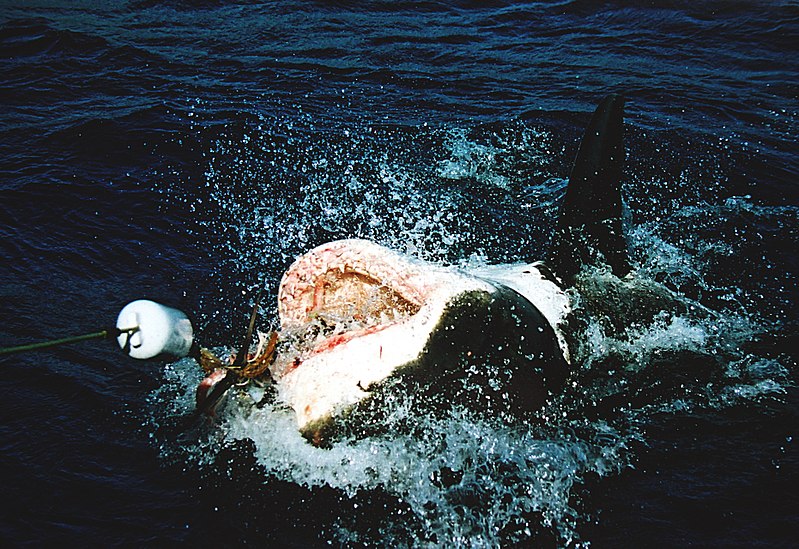 File:Great white shark at his back.JPG