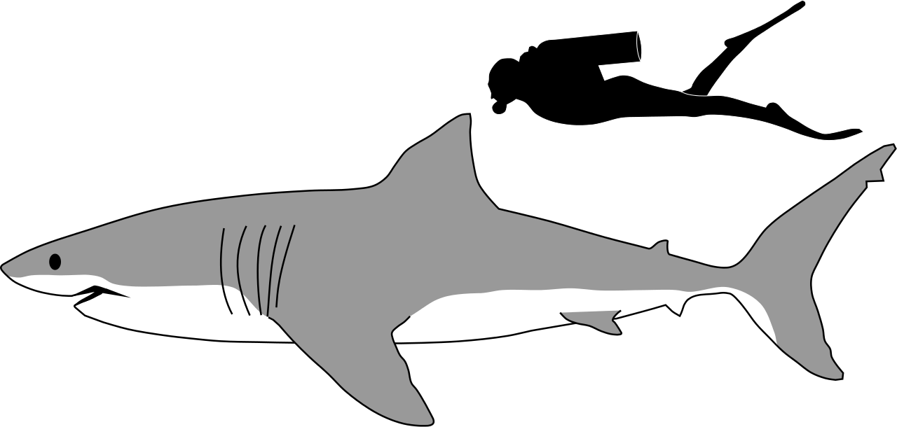 Illustration showing a shark and a human diver. The shark is about three times longer than the human.