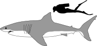 kresba žraloka bílého a člověka-potápěče porovnávající jejich velikost