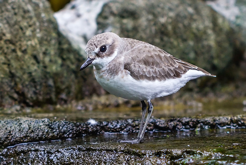 File:Greater Sand Plover, Gembira Loka Zoo, Yogyakarta, 2015-03-15 01.jpg