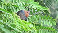 Greater coucal 04.jpg