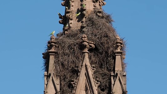 File:Green-Wood Cemetery parrots (54862).webm