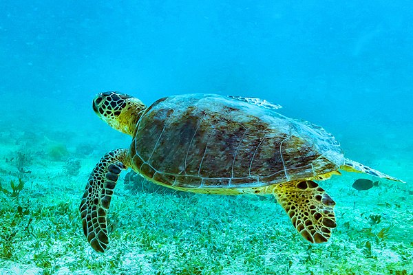 Sea turtles have streamlined shells and limbs adapted for fast and efficient swimming.