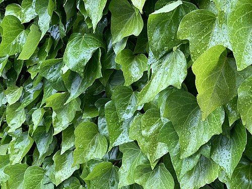 Green ivy after a rain shower