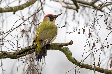 European green woodpecker (Picus viridis)