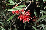 Thumbnail for Grevillea irrasa