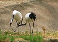 Grus japonensis and chick -San Diego Zoo-8a.jpg