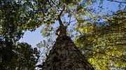 Vignette pour Terminalia acuminata