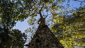 A kép leírása Guarajuba terminalia acuminata contra plonge foto ana huara.jpg.