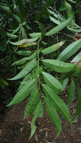 File:Guatteria australis A.St.-Hil., Annonaceae, Atlantic forest, northeastern Bahia, Brazil (6291855567).jpg