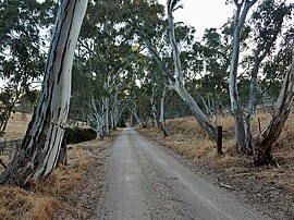 Gum Lined Dirt Road, Dawesley.jpg