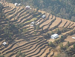 Pemandangan sawah di Guranshe