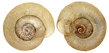 Gyraulus albus (O.F.Muller, 1774) (2999354585).jpg