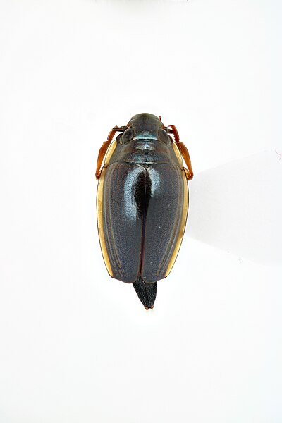 File:Gyrinidae; 2019-13; Cuemba Camp, Cuando River (51652105523).jpg