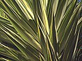 H20131122-0052—Yucca gigantea 'variegata' (11016182643).jpg