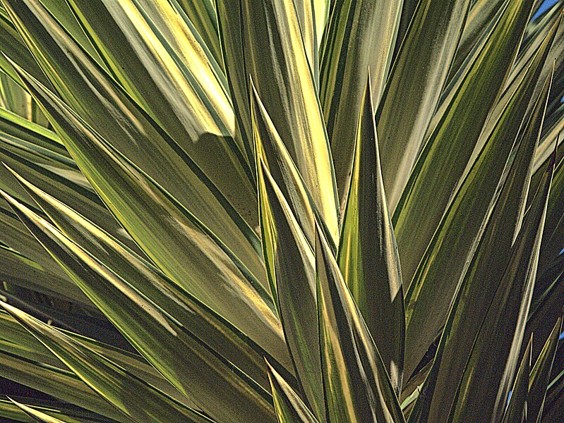 Fájl:H20131122-0052—Yucca gigantea 'variegata' (11016182643).jpg