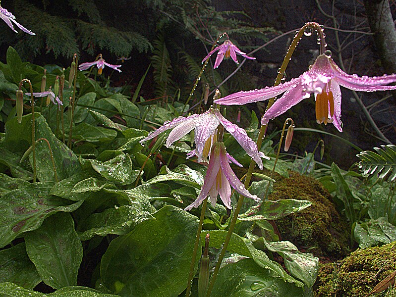 File:H20140306-0790—Erythronium revolutum—RPBG (13050023503).jpg