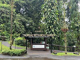 HAWAII TROPICAL BOTANICAL GARDEN, a beautiful garden in a valley on the ocean.