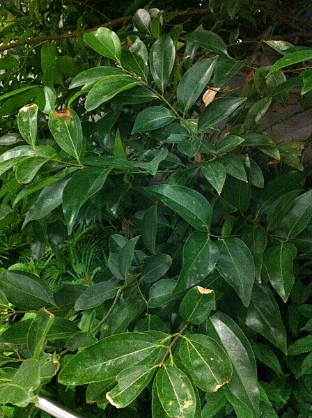 File:HK Admiralty 添馬公園 Tamar Park tree 陰香 Cinnamomum burmannii Nov-2013 021.JPG