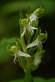 Habenaria gibsonii