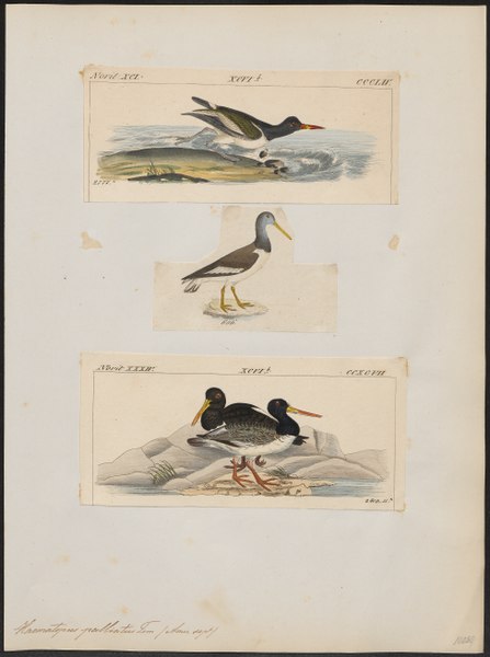 File:Haematopus palliatus - 1700-1880 - Print - Iconographia Zoologica - Special Collections University of Amsterdam - UBA01 IZ17300009.tif