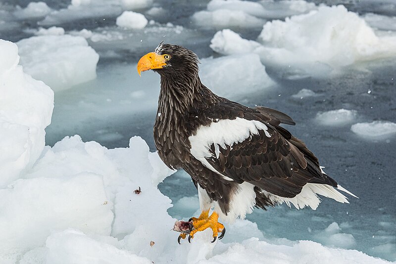 File:Haliaeetus pelagicus (Rausu, Japan).jpg