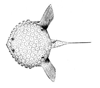 <i>Halieutichthys</i> Genus of fishes