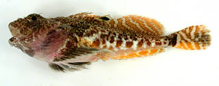 <span class="mw-page-title-main">Hamecon</span> Species of fish