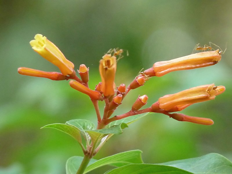 File:Hamelia patens in Kadavoor.jpg