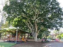 Mature Leopard tree in the southeast corner of the grounds Hamilton State School, Mature Leopard tree in the southeast corner of the grounds.jpg