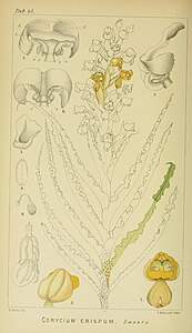 plate 45 Corycium crispum