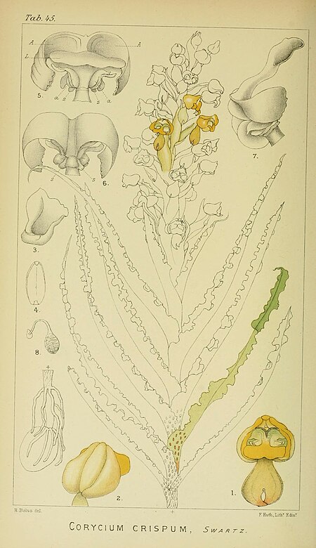 Harry Bolus - Orchids of South Africa - volume I plate 045 (1896).jpg