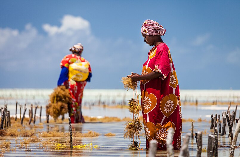 Photograph of Zanzibari woman in floral dress gathering seaweed on a bright blue day with another similarly dressed woman carrying off a bundle of seaweed in background