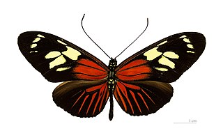 <i>Heliconius burneyi</i> Species of butterfly