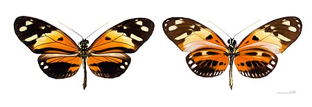 Fail:Heliconius numata numata MHNT.JPG