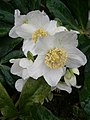 Helleborus niger (19 December 2020)