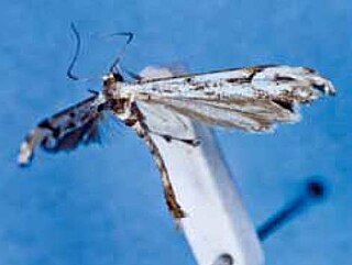 <i>Hellinsia praealtus</i> Species of plume moth