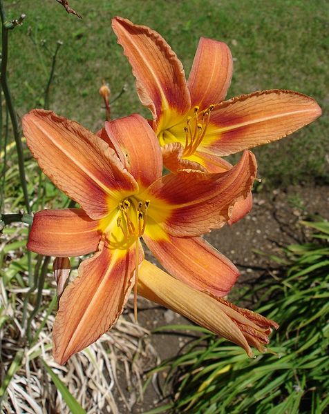 File:Hemerocallis fulva.jpg