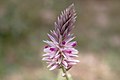 Hermbstaedtia (Amaranthaceae) in Namibia