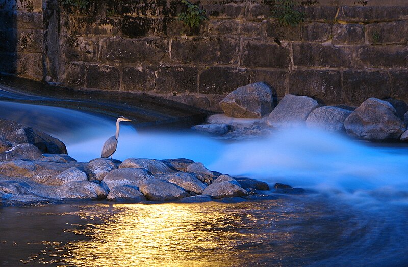 File:Heron by small dam.jpg