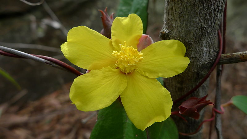 File:Hibbertia dentata flower (6013400281).jpg