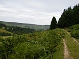 High Plantation: some of the hillsides are dedicated to timber production