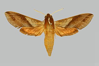 <i>Hippotion joiceyi</i> Species of moth