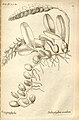 Bulbophyllum occultum plate 94 in: A.A. Du Petit-Thouars: Histoire particulière des plantes Orchidées (1822)